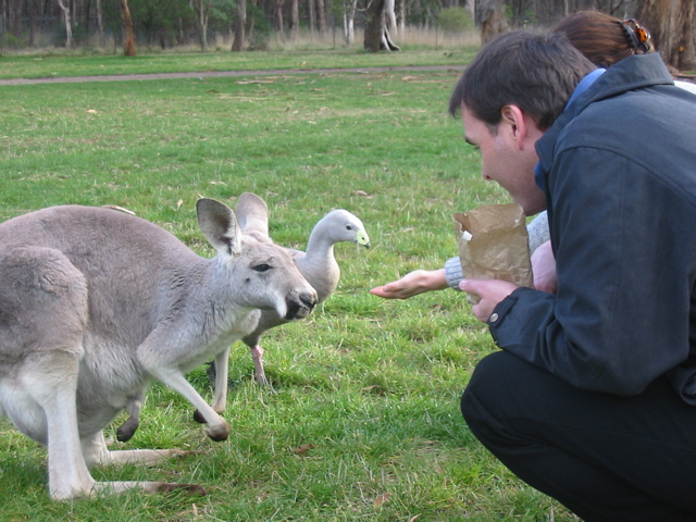 Cleland Wildlife Park