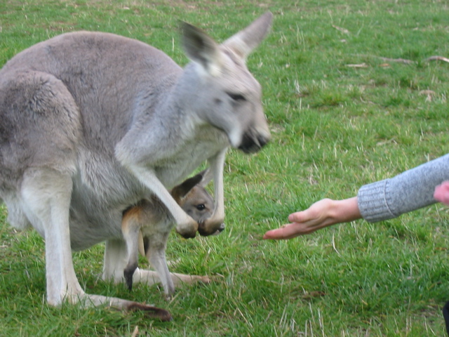 Cleland Wildlife Park