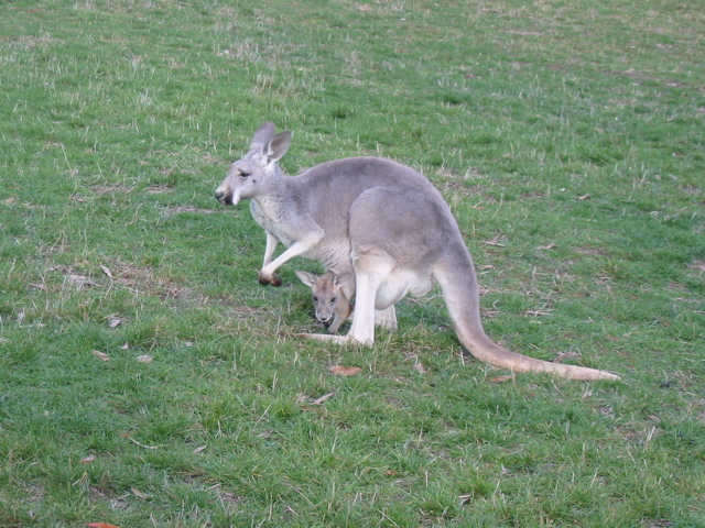 Cleland Wildlife Park