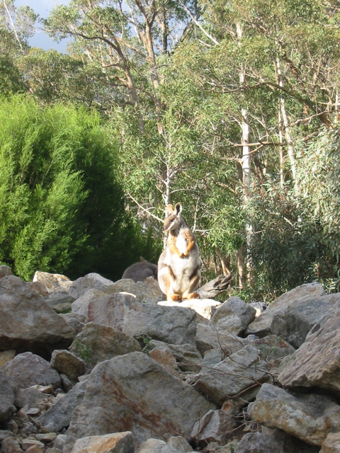 Cleland Wildlife Park