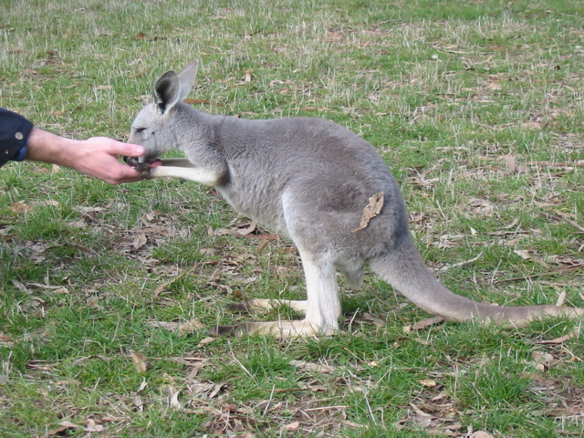 Cleland Wildlife Park