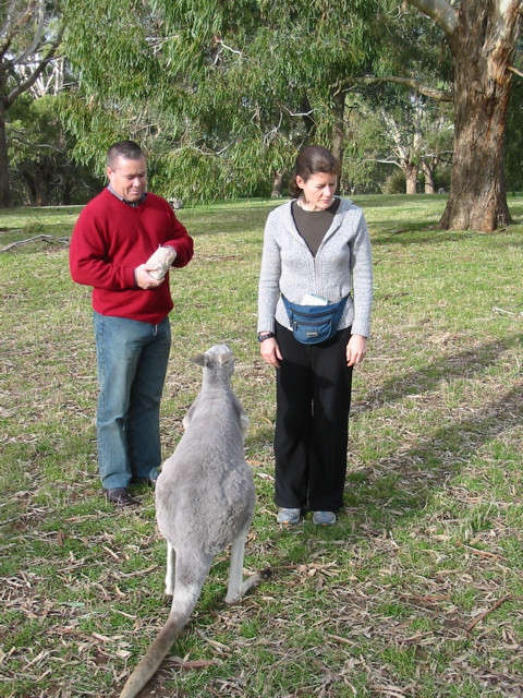 Cleland Wildlife Park