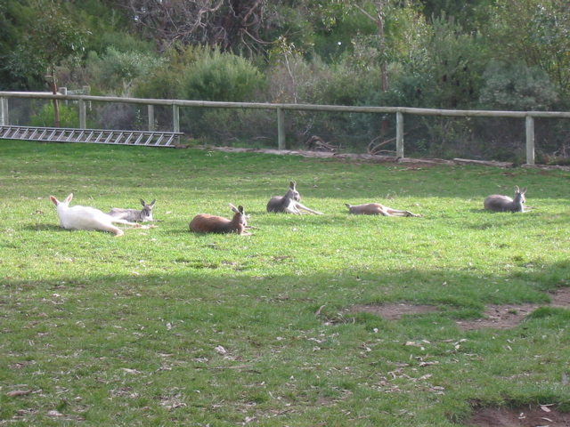 Cleland Wildlife Park