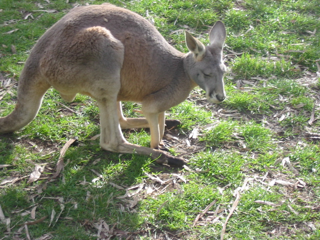 Cleland Wildlife Park