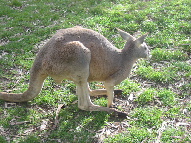 Cleland Wildlife Park