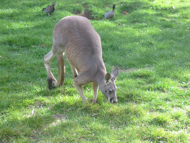 Cleland Wildlife Park