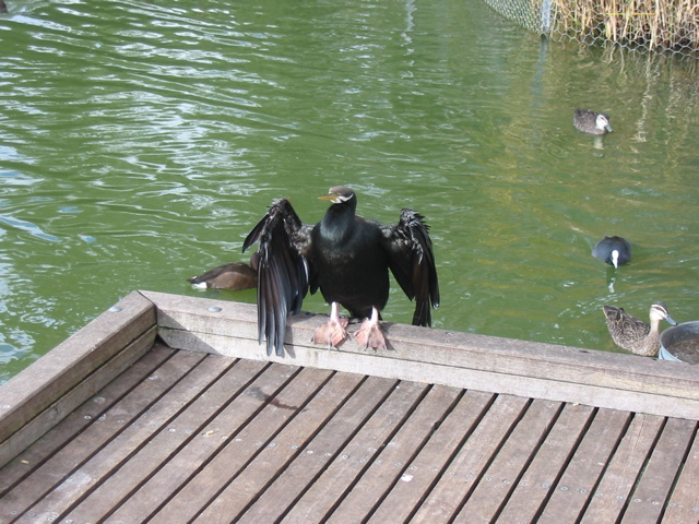 Cleland Wildlife Park