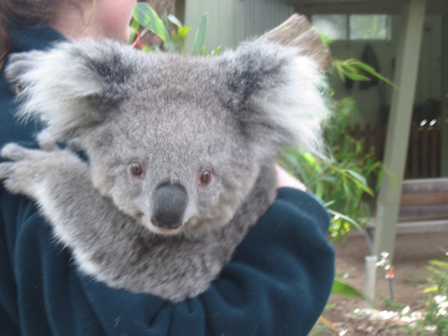 Cleland Wildlife Park