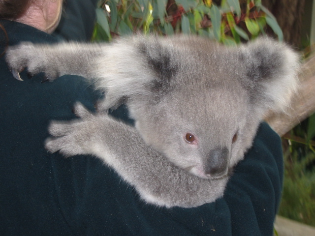 Cleland Wildlife Park