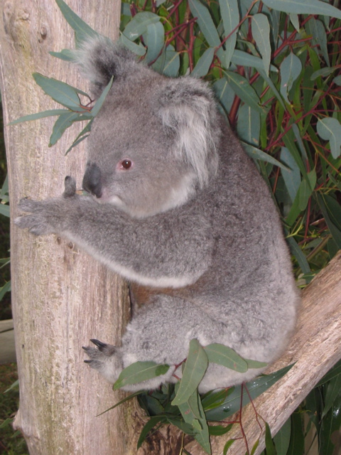 Cleland Wildlife Park