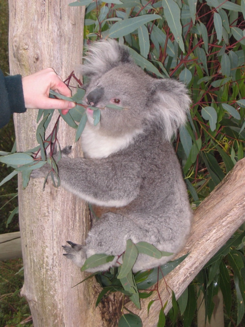 Cleland Wildlife Park
