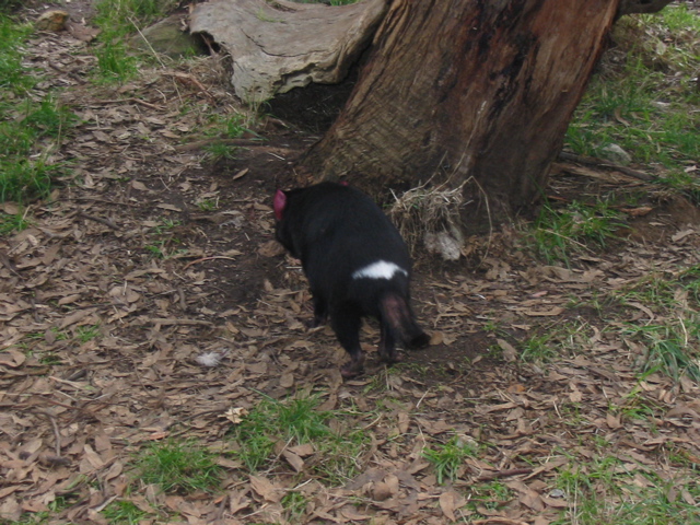 Cleland Wildlife Park