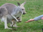 Cleland Wildlife Park