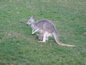 Cleland Wildlife Park