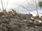 Cleland Wildlife Park