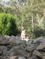 Cleland Wildlife Park