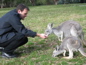 Cleland Wildlife Park