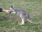 Cleland Wildlife Park