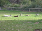 Cleland Wildlife Park