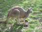 Cleland Wildlife Park