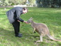 Cleland Wildlife Park
