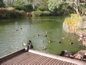 Cleland Wildlife Park