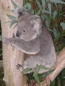 Cleland Wildlife Park