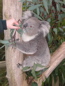 Cleland Wildlife Park