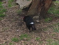 Cleland Wildlife Park