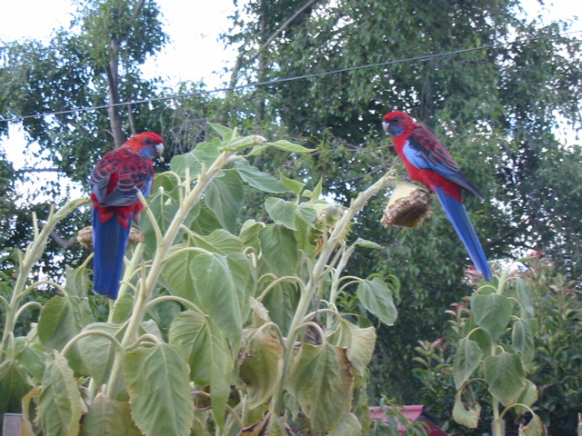 Grant's nemesis...the parrots