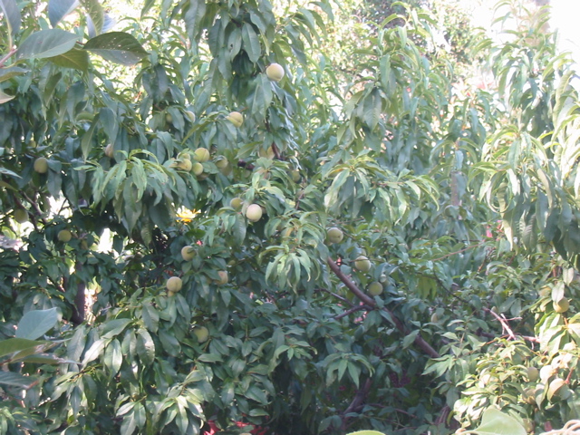 We got our first big harvest from the peach tree this year