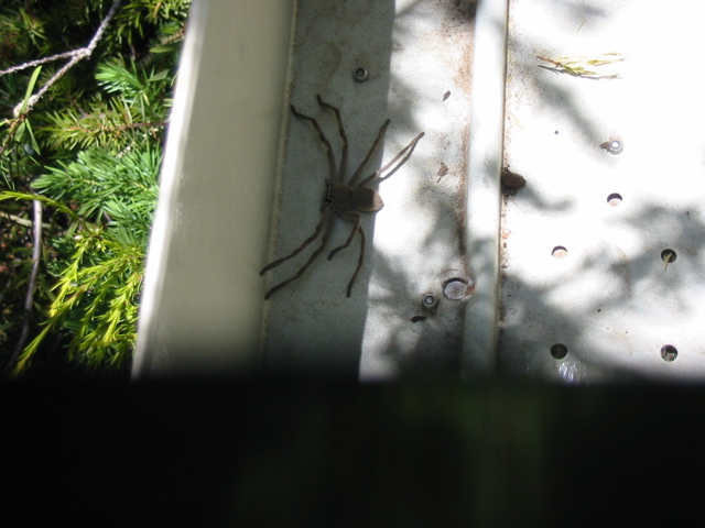 Found hiding under our mail...yuck!