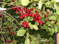 Cherry Tree