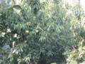 We got our first big harvest from the peach tree this year