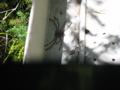 Found hiding under our mail...yuck!