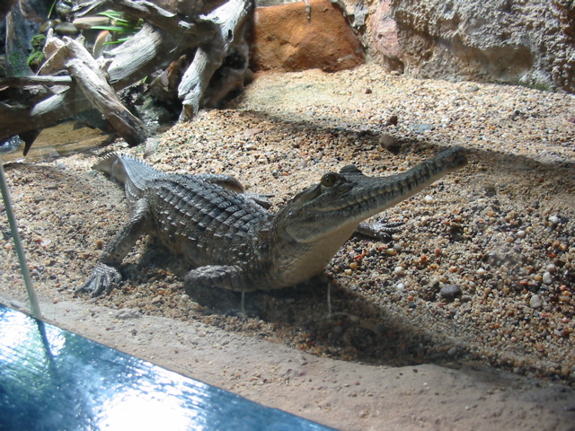 Baby Crock again