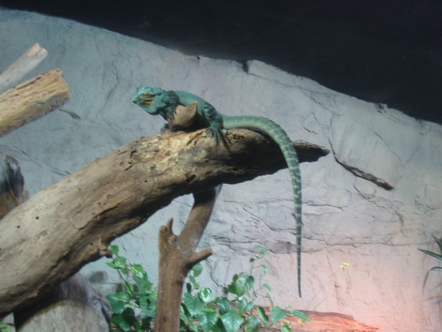 Bearded Dragon, I think