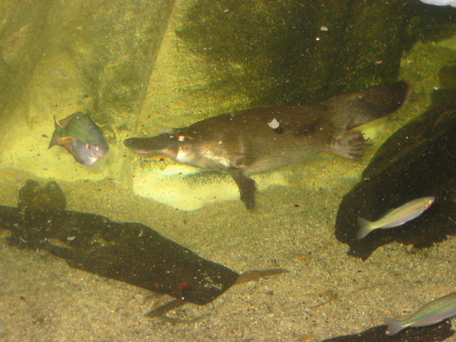 Platypuses are so cool!