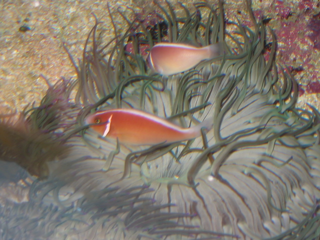 Some of Nemo's Friends