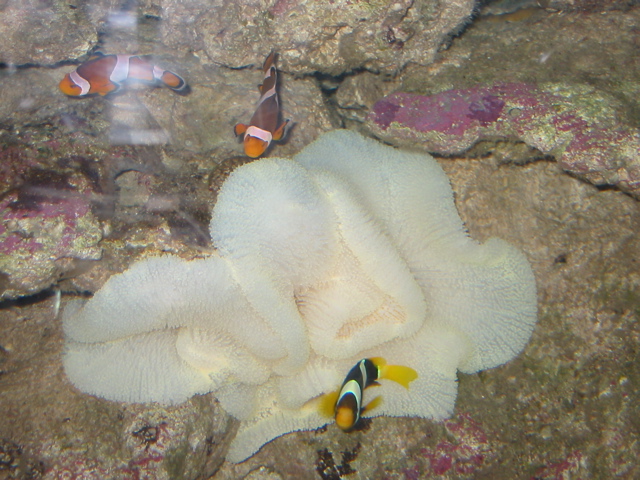 We found Nemo!