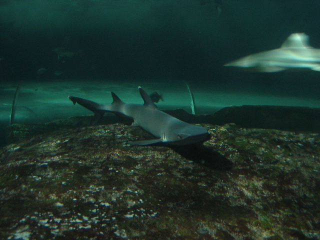 Shark of some sort...