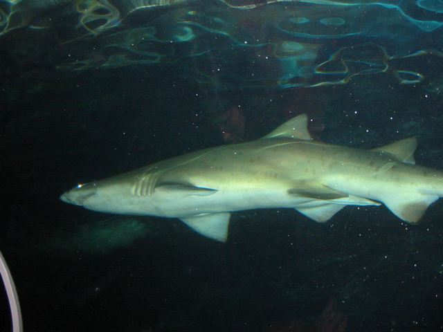 Shark
