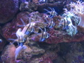 Just some fish