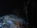 crab