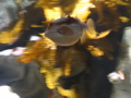 A Puffer Fish, I think
