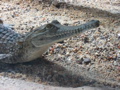 Baby Crock