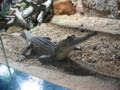 Baby Crock again
