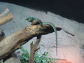 Bearded Dragon, I think