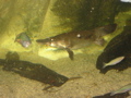 Platypuses are so cool!