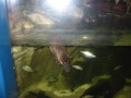 Platypus